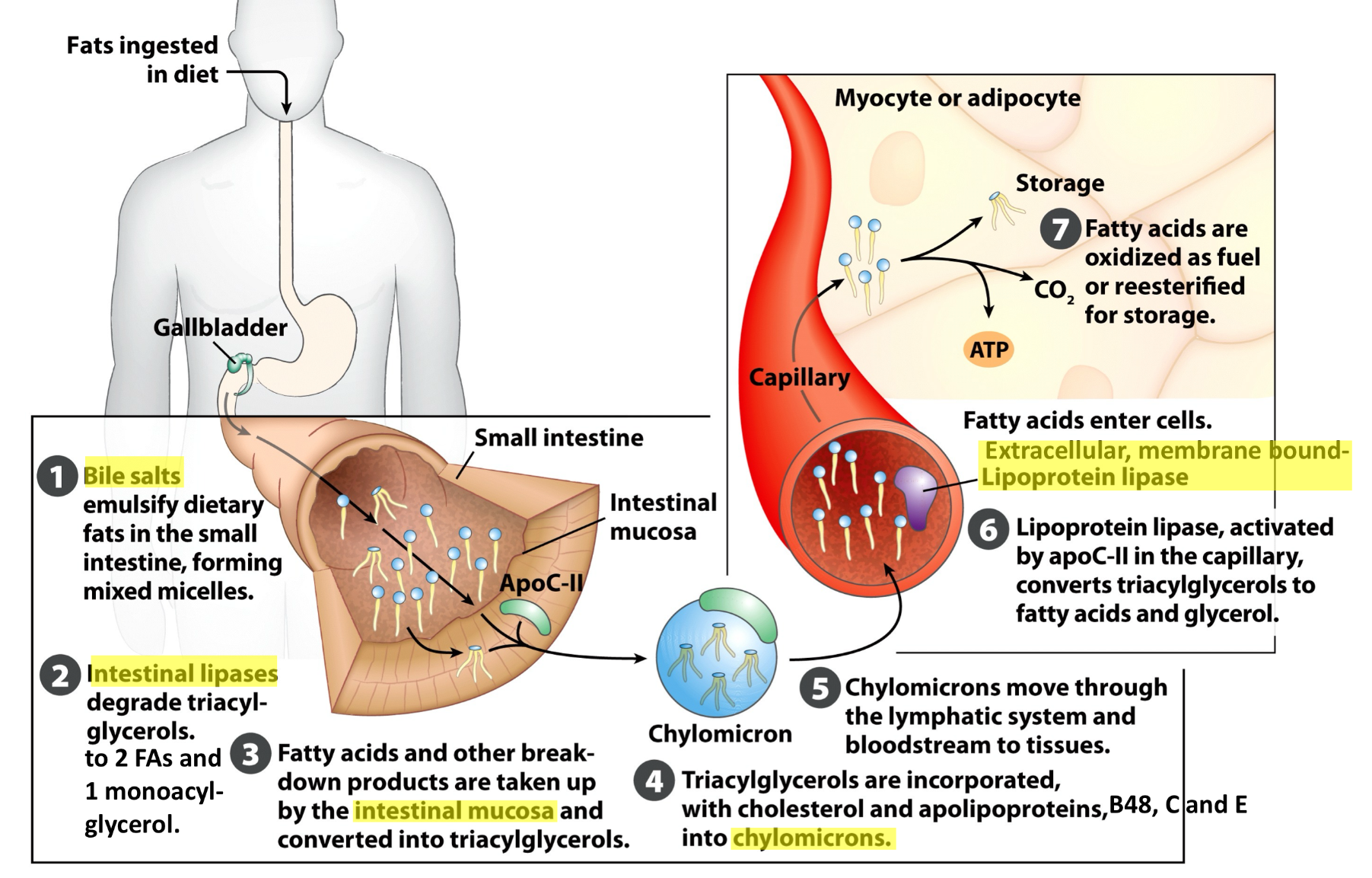<p>Complex process where lipids are absorbed in intestines, then are turned into chylomicrons and travel through the lymphatic system into the bloodstream and tissues (7ish steps) </p>