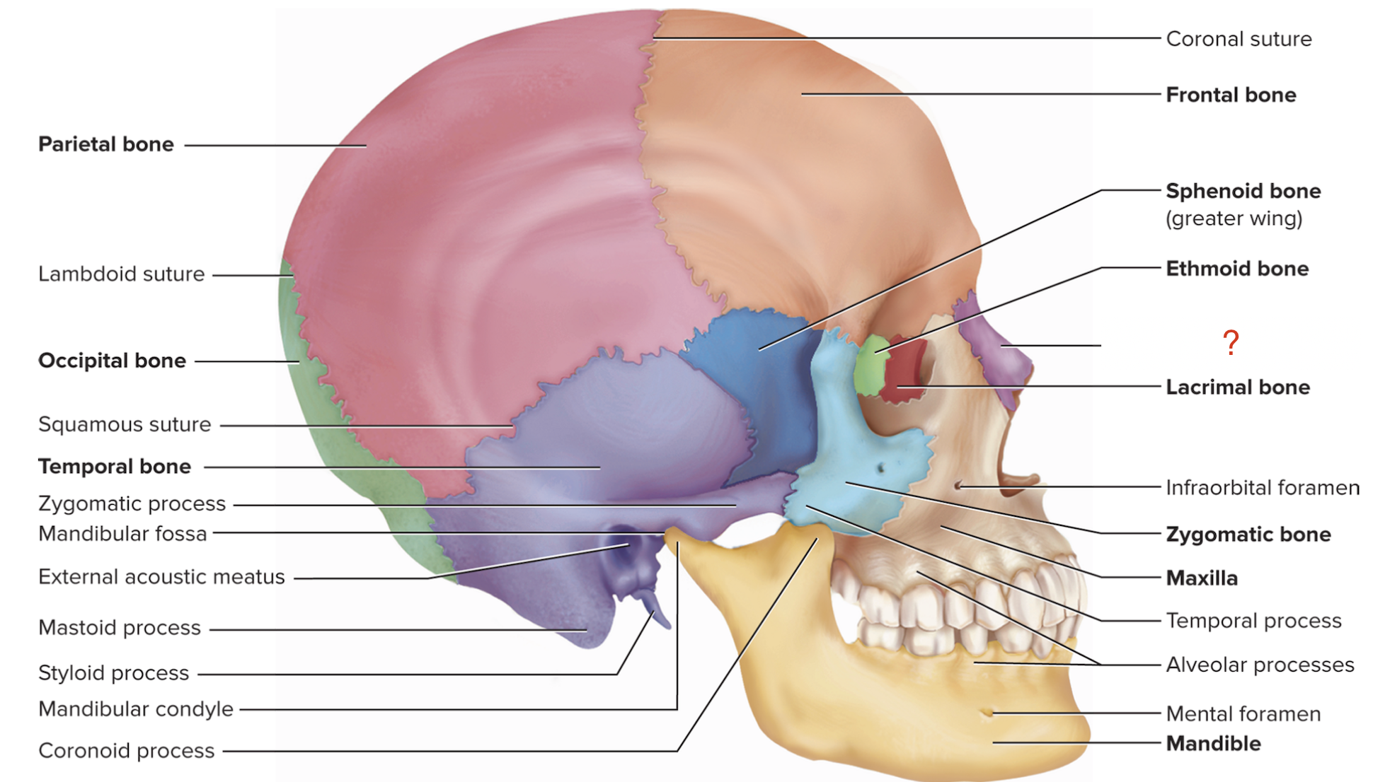 <p>What is the name of this bone?</p>