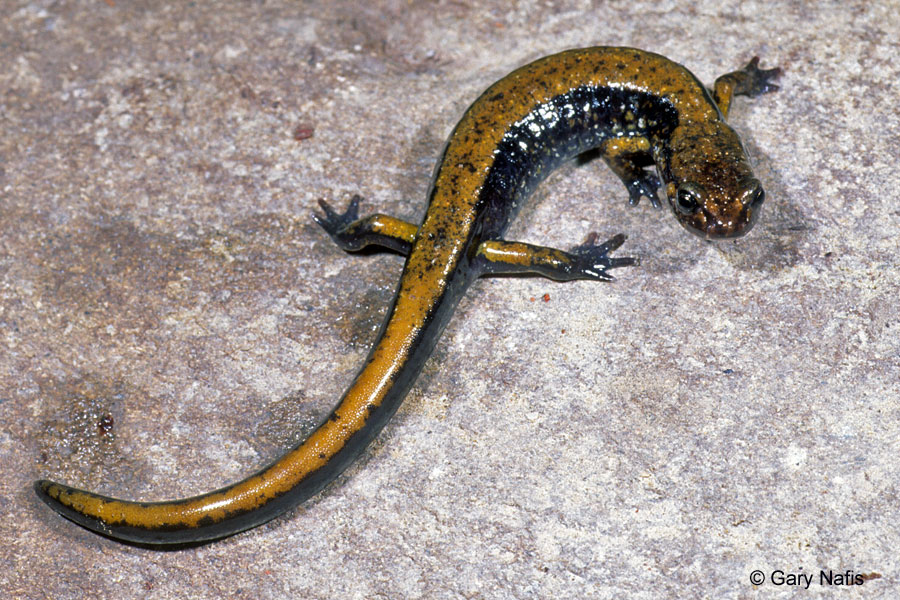 <p>Common Name</p>