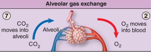 <ul><li><p>Exchange of gases between the alveoli and the blood. <span style="color: purple;">Exclusively in the lungs</span></p></li><li><p><span style="color: yellow;">Oxygen diffuses from alveoli into the blood</span>, CO<sub>2</sub> transports out</p></li></ul><p></p>