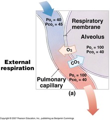 <p>exchange of gases between lungs and blood</p>