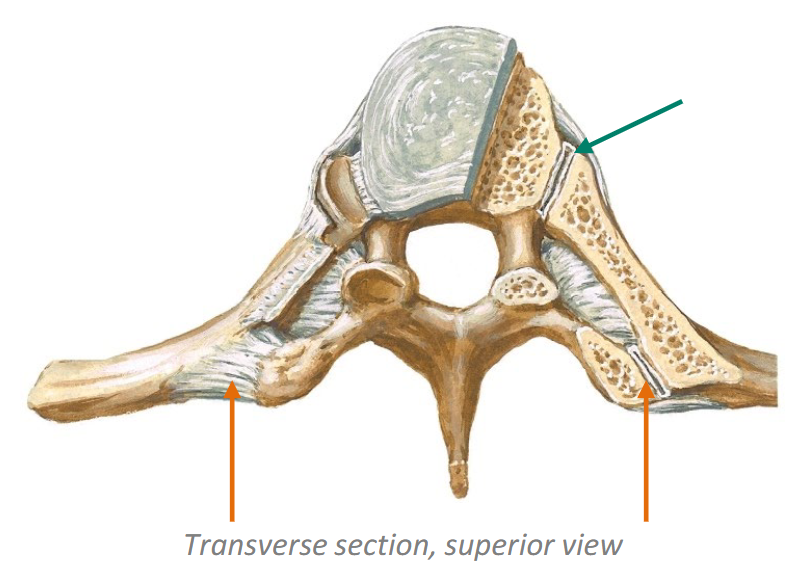 <p>Head of the rib to the superior costal facet of its own vertebra and the inferior costal facet of the vertebra above ā with the intervertebral disc between them.</p>