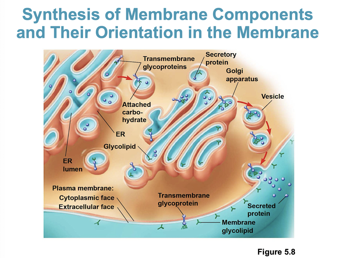 <p>The ER and the Golgi apparatus (components include proteins, lipids, and carbohydrates)</p><ul><li><p>more specifically: starts in the ER → golgi  → vesicles → PM</p></li></ul><p></p>