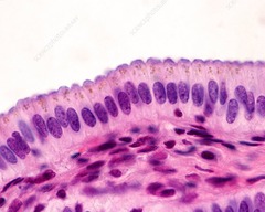 <p>Epithelial tissue. Tightly packed cells, one layer of tall, rectangular cells</p>