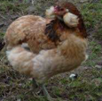 <p>welk type kip is dit</p>