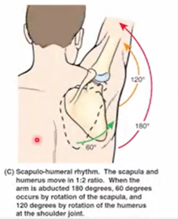 <p>Glenohumeral joint - 120<br>Scapulathoracic joint - 60</p>