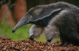 <p>Order: anteaters and tree sloths </p>