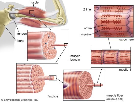 <p>contractile elements of a muscle</p>