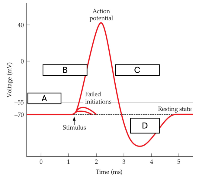 <p><span>Use the following diagram to label key terms associated with the action potential</span></p>