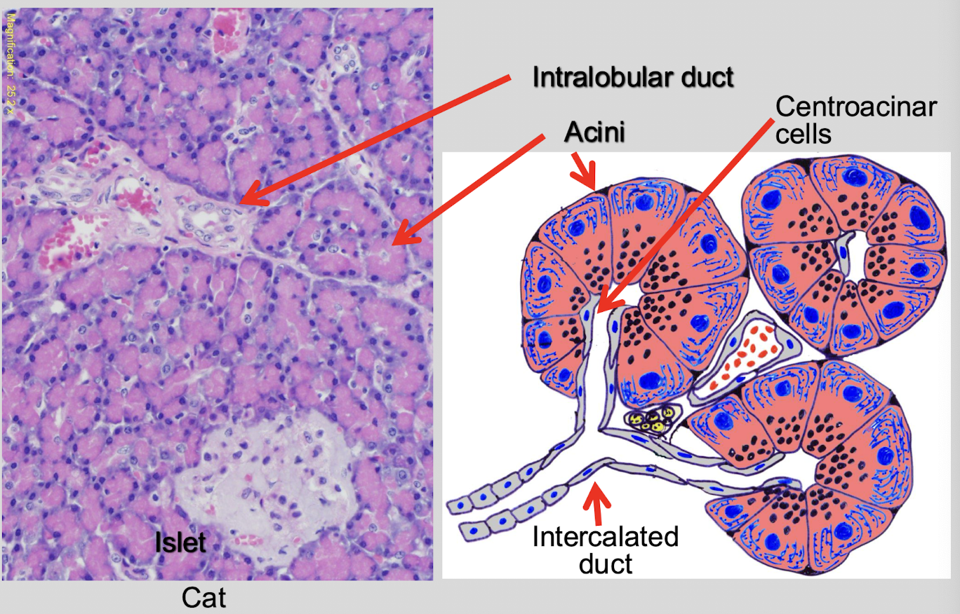 <p>tightly packed acini, ducts, vessels, &amp; scattered islets</p>