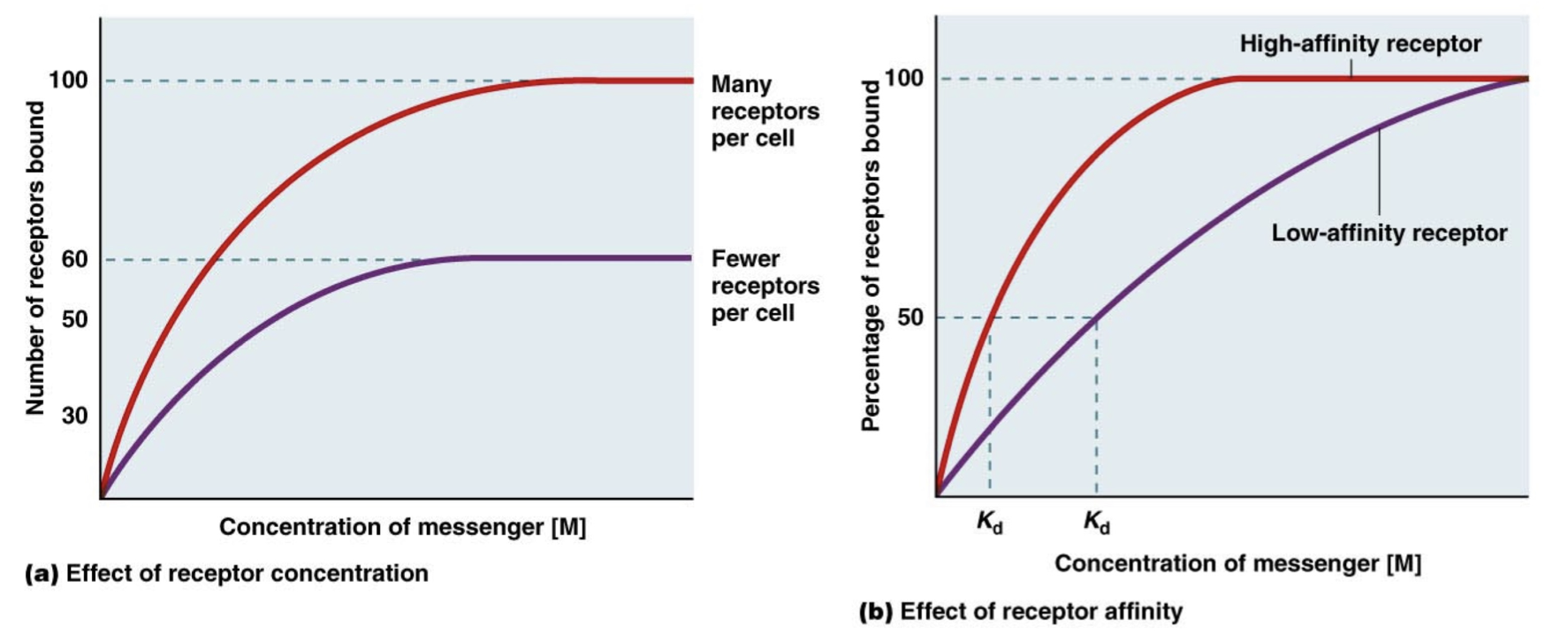 <p>Formation of the Ligand-Receptor complex causes the response.</p><p>Receptors and ligands meet by chance. When there is more of either a ligand or receptor or both, there is a stronger response, more complexes.</p><p>If you only increase the ligands, there will be a stronger response until all of the receptors are bound/saturated, and the response is maximal.</p><p>Saturation is an important point in the law of mass action, you can increase response by increasing ligand until a certain point when all receptors are bound. Even increasing receptors, they can all be saturated eventually. </p>