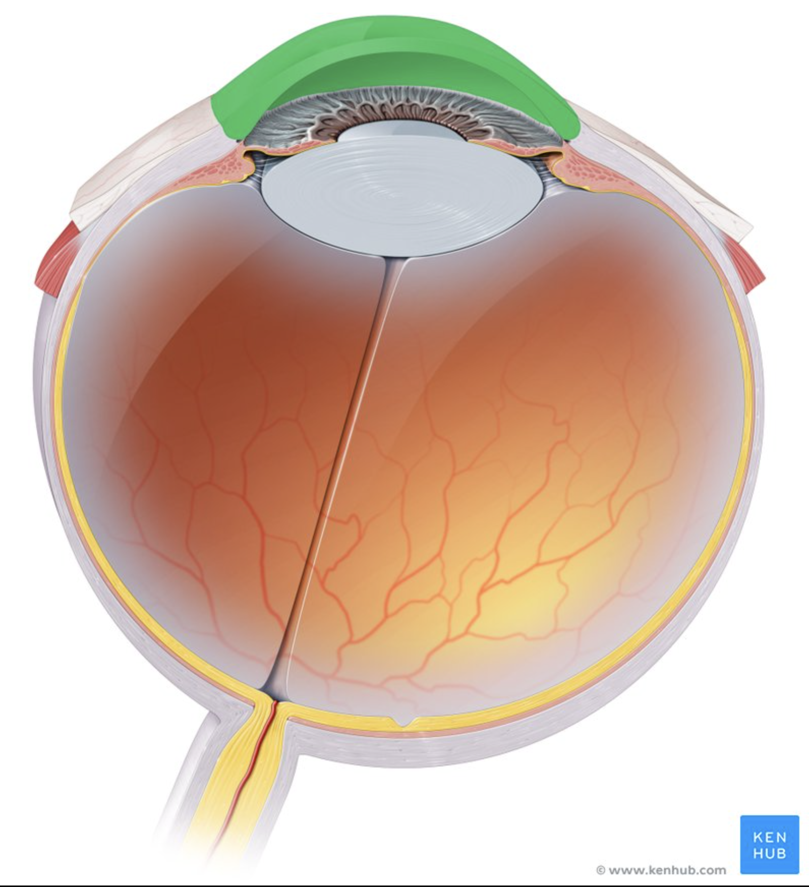 <p>Clear front of the eye.</p><p>Bends (refracts) light.</p><p>(FIBROUS TUNIC)</p>