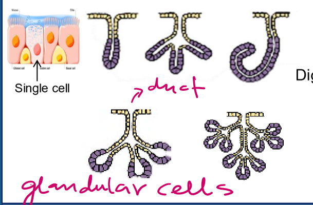 <p>Duct, which empties their secretion out of the body</p><p></p>