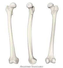 <p>name and side this bone</p>