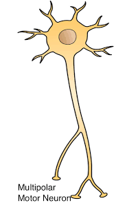 <p>1 axon and many dendrites</p>