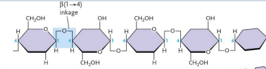 <p>Which Polysaccharide is this?</p>