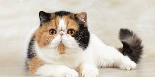<p>The Exotic Shorthair</p>