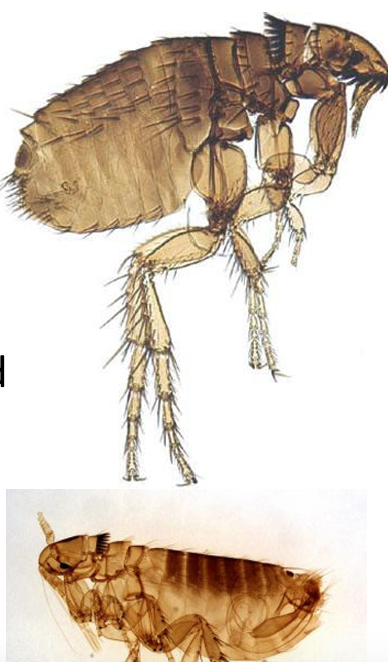 <p>Cat Flea </p>