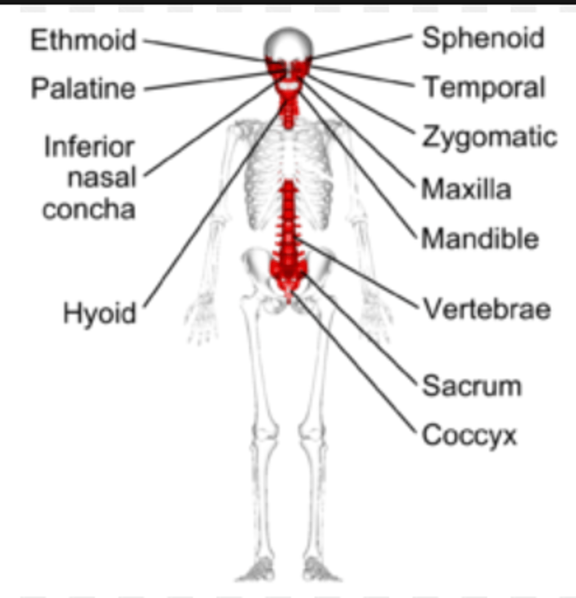 <p>Have alot of different shapes, the bones in the face or the vertebrae are good examples.</p>