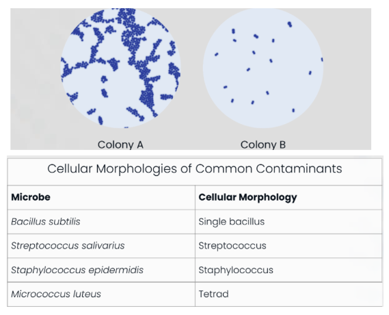 <p><span>Smear preparations and simple stains are performed on both the Colony A and Colony B isolates from the blood agar plate. The cell morphology of Colony B is similar to the organism observed in the CSF sample. However, the cell morphology of Colony A differs, indicating that it is not the same species as Colony B. Based on the cell morphology listed in the table, Colony A is most likely which organism?</span></p>