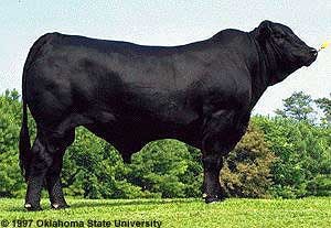 <p>Trademarked American beef breed developed in Louisiana by crossing  Between two different breeds</p>