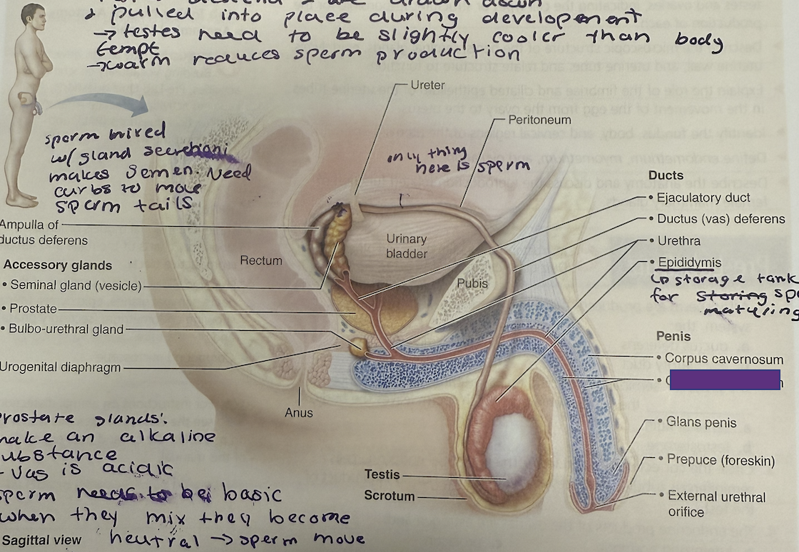 <p>What is this and its function?</p>