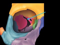 <p>eye area</p>