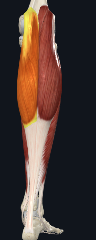 <p>what is the name of this following muscle and what compartment is it found in?</p>