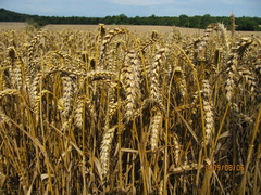 <p>A basic food that is used frequently and in large amounts</p>