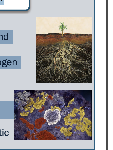<ul><li><p>Some form symbiotic relationships with cyanobacteria and green algae (lichens) </p></li><li><p>Some are EMF (ectomycorrhizal) à form symbiotic relationships with plant roots</p><ul><li><p><span style="background-color: inherit; line-height: 19.55px; color: windowtext;">Ecto: don’t enter plant cells (surround it) -> give plants nutrients in return for carbohydrates</span><span style="line-height: 19.55px; color: windowtext;">&nbsp;</span></p></li></ul></li></ul><p></p>