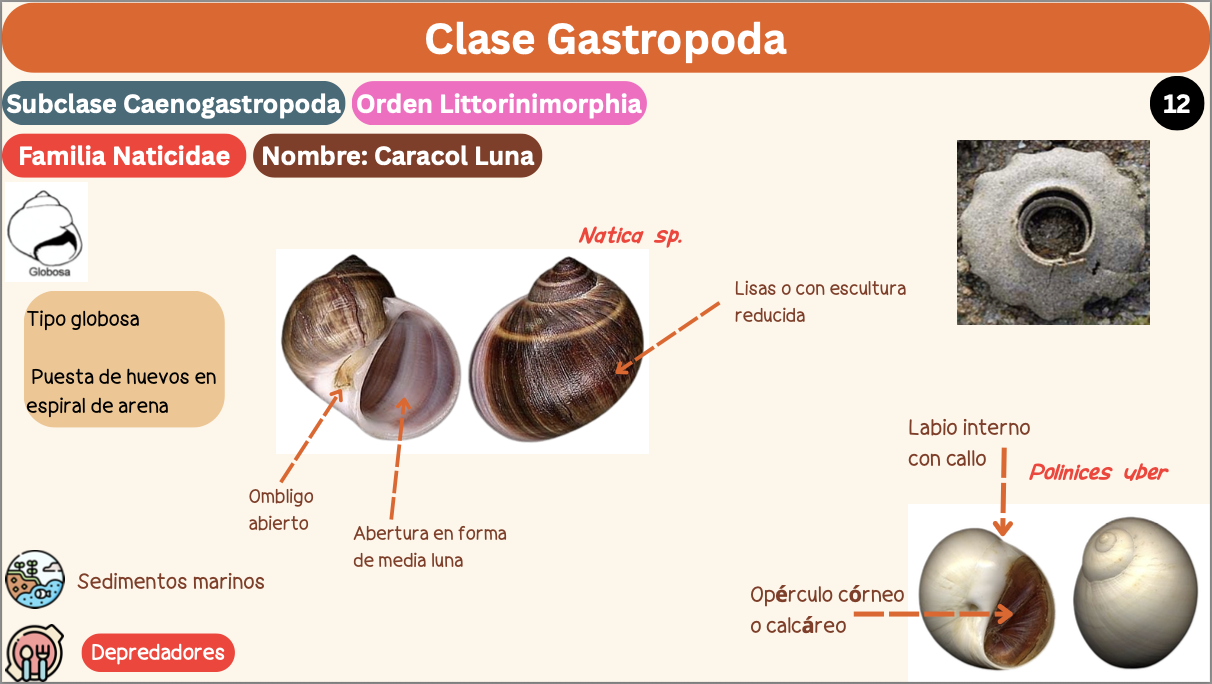 <p><strong>FILO </strong>Mollusca<strong><br>CLASE </strong>Gastropoda<br><strong>SUBCLASE </strong>Caenogastropoda<br><strong>ORDEN </strong>Littorinimorphia<br><strong>FAMILIA </strong>Naticidae<br><strong>GÉNERO </strong><em><u>Natica sp</u></em><br><strong>NOMBRE COMÚN </strong>Caracol Luna<strong><br>CARACTERÍSTICAS </strong>Tipo globosa, puesta de huevos en espiral de arena<br><strong>RÁDULA </strong>Tenioglosa<strong><br>ALIMENTACIÓN </strong>Depredadores<strong><br>HÁBITAT </strong>Sedimentos marinos</p>