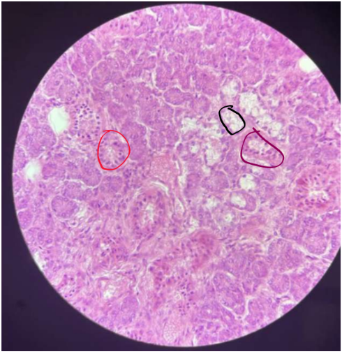 term image
