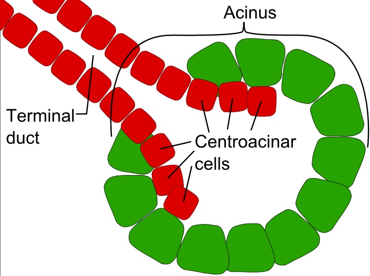 <p>Glands that <strong>secrete products</strong> onto <strong>body surfaces (skin</strong>) or into <strong>body cavities</strong> through ducts.</p>