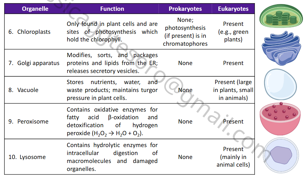 knowt flashcard image