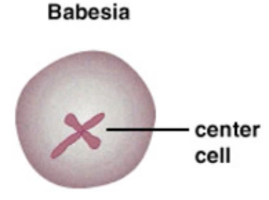 <p>Babesia microti: Ring form</p>