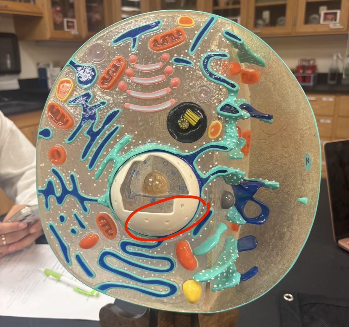 <p>Label the part of the cell</p>