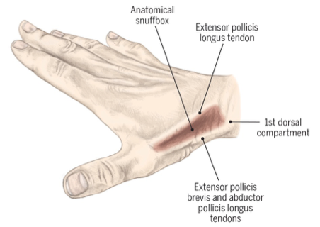 <p>formed of </p><ul><li><p><span>Abductor pollicis longus</span></p></li><li><p><span>Extensor pollicis longus</span></p></li><li><p><span>Extensor pollicis brevis</span></p></li></ul><p></p>
