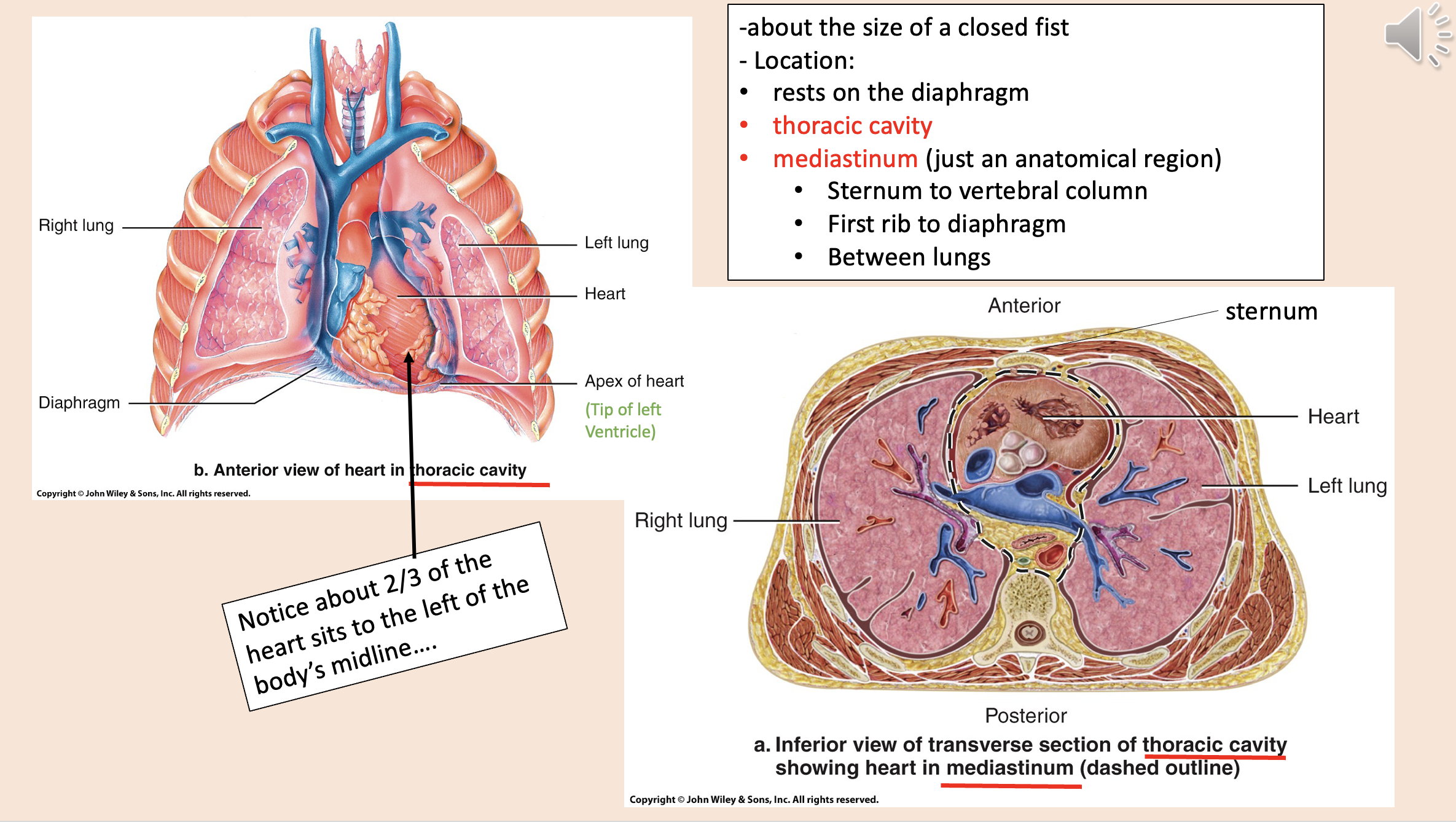<p>rests on the diaphragm</p><p><span style="color: rgb(255, 0, 0);">thoracic cavity</span></p><p><span style="color: rgb(255, 0, 0);">mediastinum</span></p>