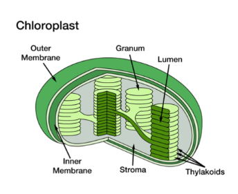 <p><span><strong>Chloroplast Structure</strong></span></p>