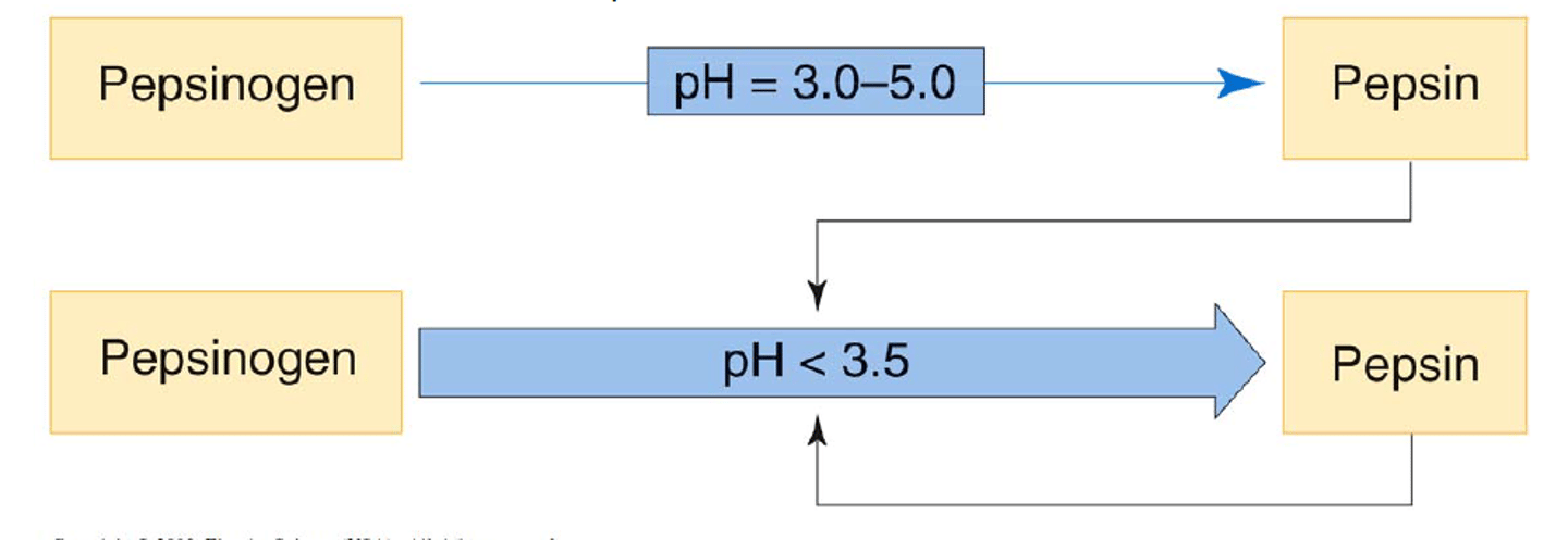 <p>In low pH, the masking sequence is removed by acid-catalyzed cleavage, leading to autocatalytic activation into pepsin.</p>