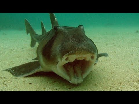 <p>Heterodontiformes</p><p>Total of 8 species</p><p>Example: Port Jackson Shark</p>