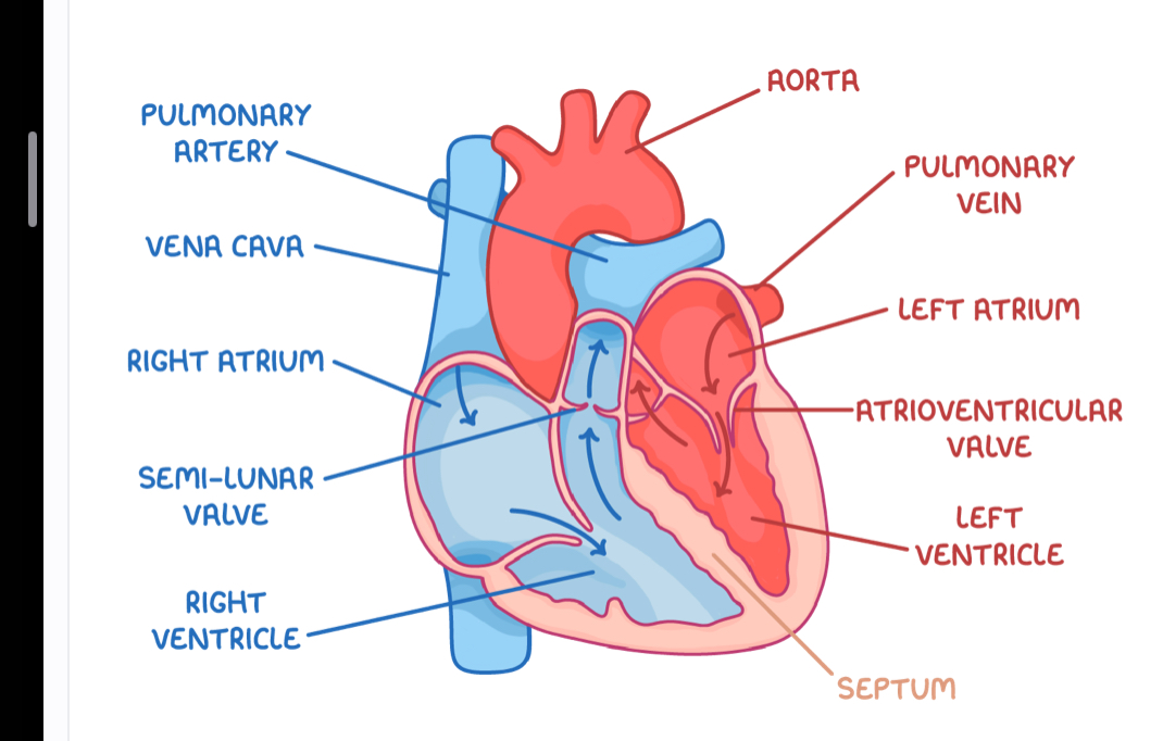 <p>Pulmonary vein = moves oxygenated blood into left atrium from lungs </p><p>Aorta = moves oxygenated blood from left ventricle to body </p><p>Vena cava = moves deoxygenated blood into right atrium from body </p><p>Pulmonary artery = moves dpexyganetd blood from right ventricle to lungs </p>