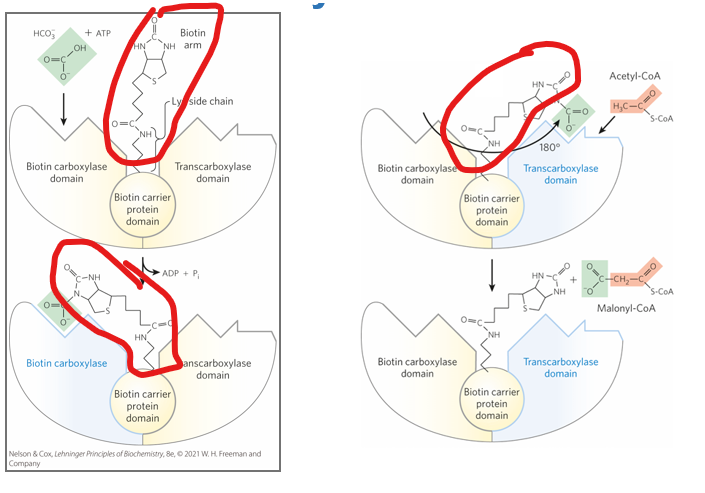 <p>The <strong>first committed and rate-limiting step</strong> in fatty acid synthesis is the formation of <strong>malonyl-CoA</strong> from acetyl-CoA, catalyzed by <strong>acetyl-CoA carboxylase (ACC)</strong>. </p><p>This reaction is <strong>biotin-dependent</strong> and requires ATP and CO₂ (from bicarbonate) to carboxylate acetyl-CoA</p><p></p><p>How does the biotin prosthetic group act </p>