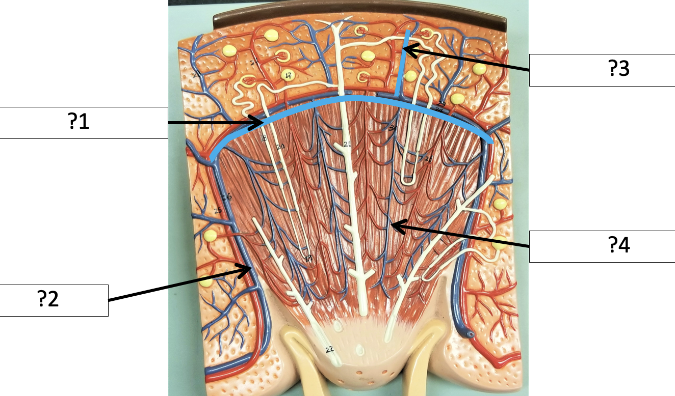 <p>4 Name the blood vessels?</p>