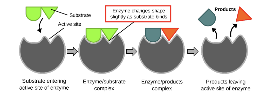 <p>Models of Enzyme Activity</p>