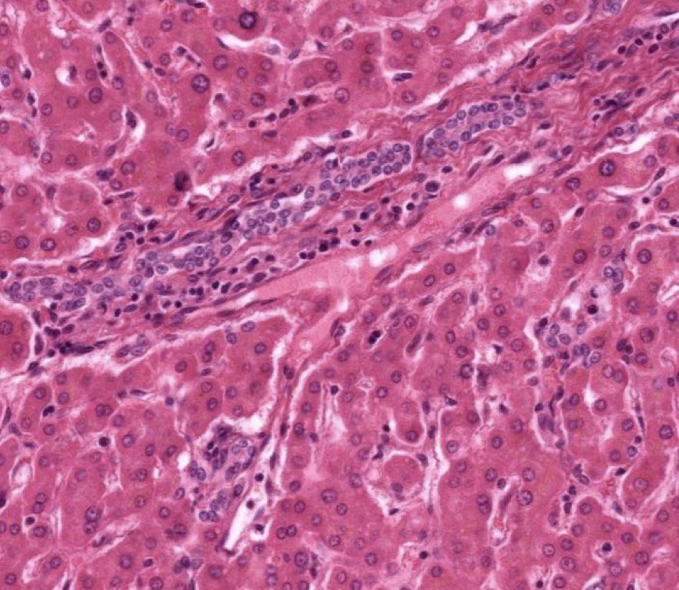 <p>Identify the Organ and Structures?</p>