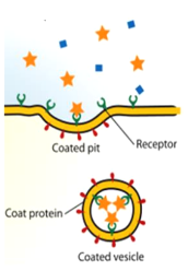 <p>very specific pinocytosis</p><ul><li><p>engulfs <strong>material that requires receptors</strong></p></li><li><p>The cell membrane has <strong>receptor proteins</strong> that wait for specific target molecules to land on them, which triggers the membrane to fold inward and suck them in.</p></li></ul><p></p><blockquote><p><strong>receptor proteins</strong>: specialized chemical receivers embedded in a cell's membrane (or sitting inside the cell) that pick up molecular signals from the outside world and tell the cell how to respond.</p></blockquote><p></p>