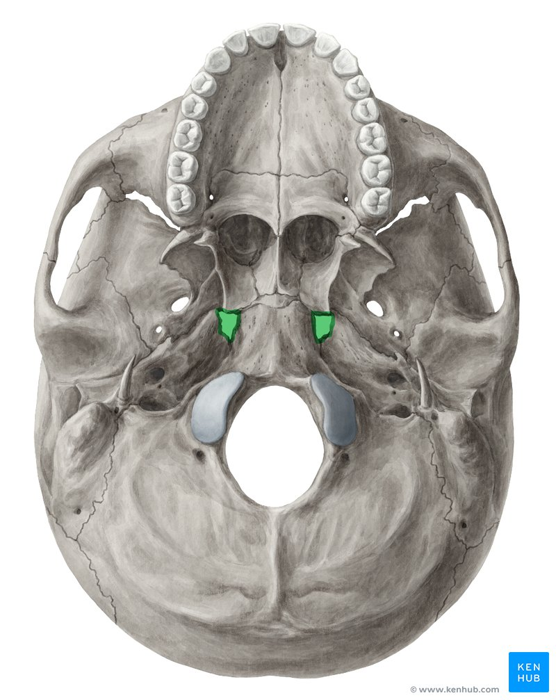 <p>temporal bone</p>