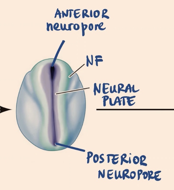 <ul><li><p>Neural folds (NF) → now folded in</p></li><li><p>Neural plate → now getting inside the embryo </p></li><li><p>Openings of the neurula → Anterior and Posterior Neuropore </p></li></ul><p></p>