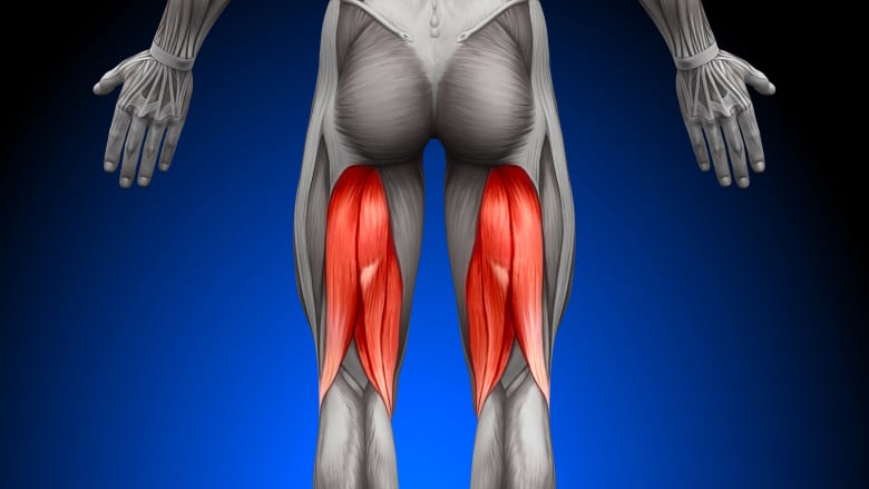 <p><strong>Hamstring muscle</strong></p>